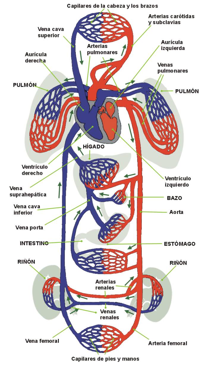 valvulas del corazon tapadas y arterias
