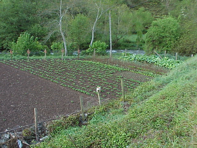 huerto21.jpg