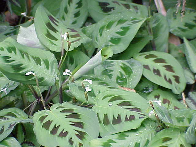 Maranta arundinacea