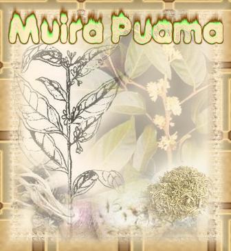 White Mustard (Sinapis alba)