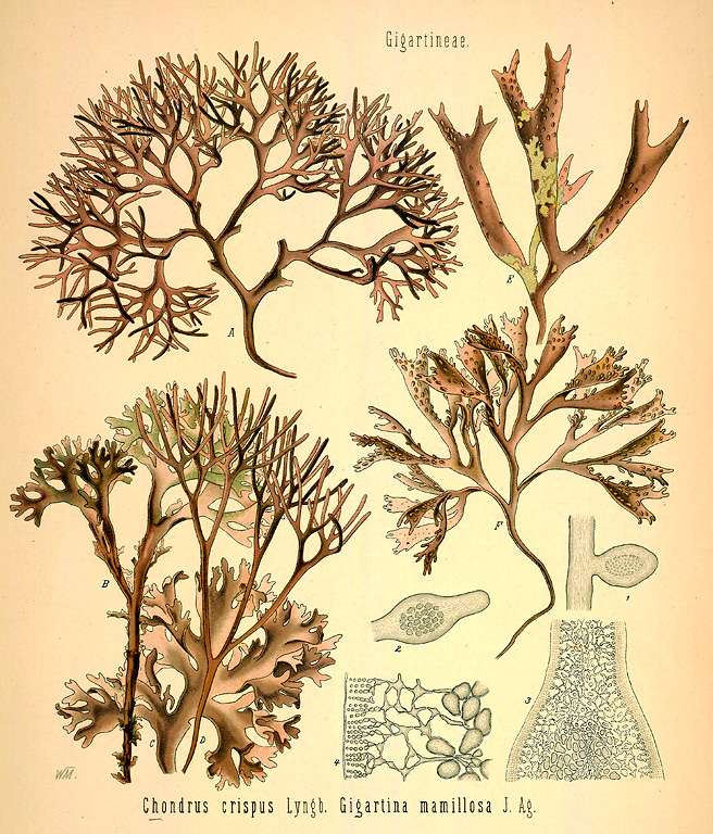 White Mustard (Sinapis alba)
