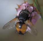 Nuestras queridas abejas