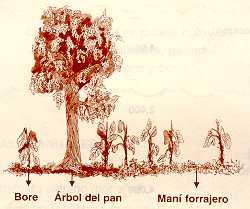 areapn40.jpg (10213 bytes)