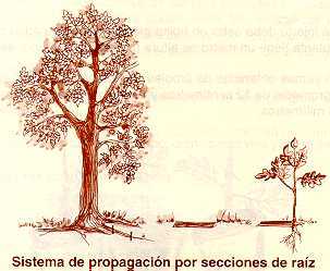 arepan15.jpg (13708 bytes)