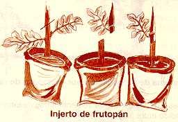 arepan16.jpg (10213 bytes)