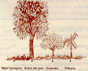 arepan37.jpg (15702 bytes)