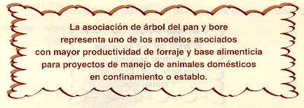 arepan40.jpg (14914 bytes)