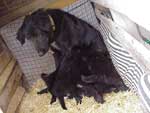 Marfil y la �ltima cr�a. Todos los perros fueron a un buen hogar
